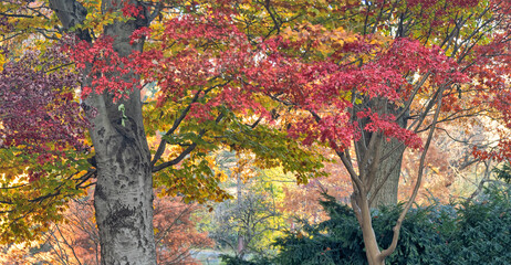 Autumn in Central Park