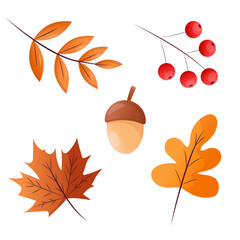 Cartoon design autumn leaves, branch of berries and acorn collection. set of fall elements for designs and patterns