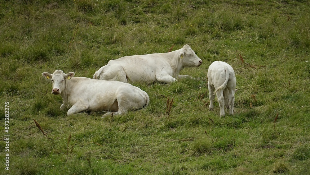 Wall mural Three white cows resting and grazing on a grassy field.