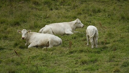 Three white cows resting and grazing on a grassy field.