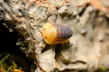 Rubber Ducky ball isopoda woodlouse. Cubaris spec. rubber ducky assel exotic animal in the natural background macro photography