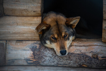 Husky Takes a Rest Between Runs