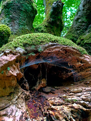 waterfall in the woods