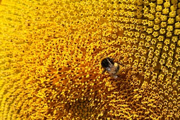 Yellow blossoming flower centrer of sunflower plant, latin name Helianthus Annuus, with single...