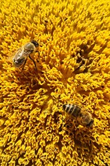 yellow sunflower center detail with large amount of disk florets, two bees pollinating them. Summer daylight sunshine. 