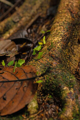 leafcutter ant road in a rainforest in Costa Rica