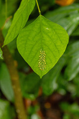 spawn of a red-eyed tree frog on a leaf in Costa Rica