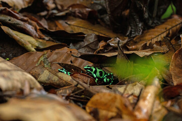 two green and black poison dart frogs in Costa Rica