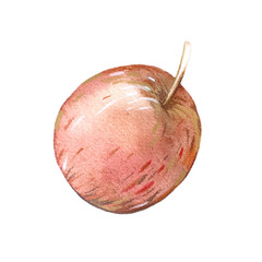 Apple watercolor illustration hand drawn and isolated on a white background. 