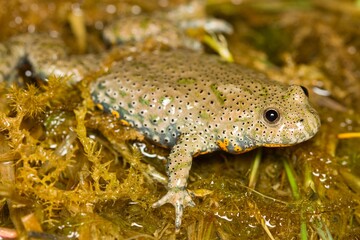 European Fire bellied toad (Bombina bombina) on vegetation