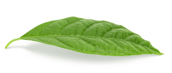 Leaf of avocado isolated on white background. Top view. Flat lay