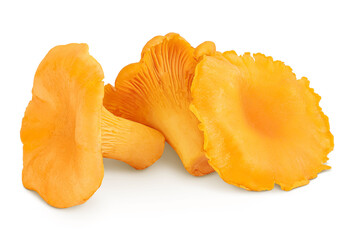 Chanterelle mushroom isolated on a white background