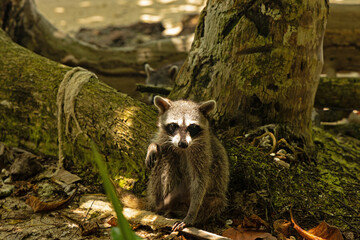 racoon in the Cahuita National Park in Costa Rica