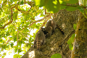 two racoons in the Cahuita National Park in Costa Rica