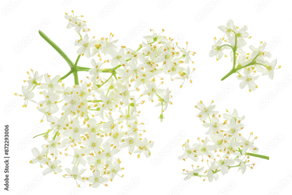 Wall mural Elderberry flower or Sambucus nigra isolated on a white background.