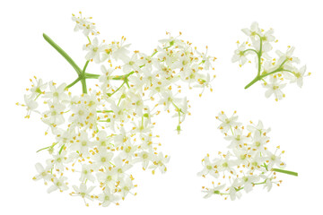 Elderberry flower or Sambucus nigra isolated on a white background.