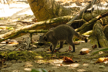 racoon in the Cahuita National Park in Costa Rica