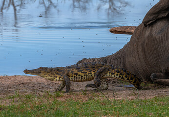 dead elephant with crocodiles in the Okavango Delta, Botswana