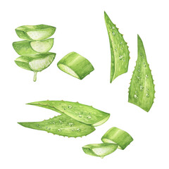 Aloe vera watercolor illustration, leaves on white background Botanical painting on isolated white background. Sliced leaves and pieces. Fresh cosmetics