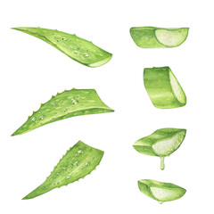 Aloe vera watercolor illustration, leaves on white background Botanical painting on isolated white background. Sliced leaves and pieces. Fresh cosmetics