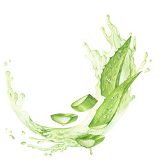 Aloe vera watercolor illustration, leaves and slice on white background Botanical painting on isolated white background. Sliced leaves and pieces with green splash