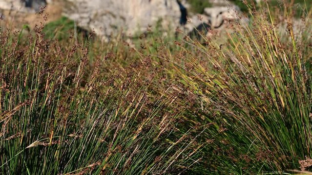 Juncus Effusus, rush grass in the wind