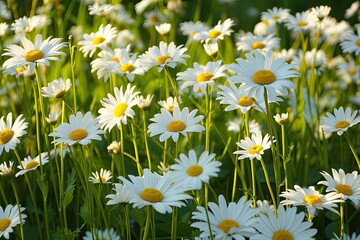 a field of daisies with a quote on it, Field of daisies on a sunny day