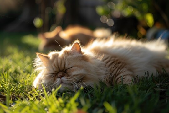 a group of cats sitting on a ledge, Fluffy Persian cats enjoying the sun