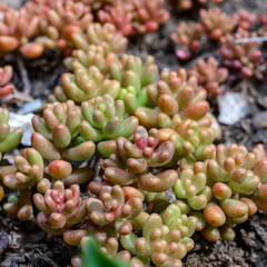Sedum rubrotinctum - succulent plant with succulent leaves that turn red in the sun