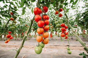 sehr viele leckere, frische rote und grüne Tomaten an der Pflanze in einem bio Gewächshaus