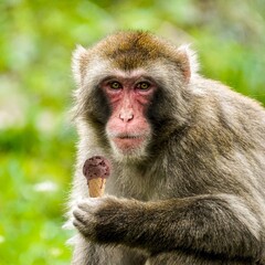 Monkey with Ice Cream