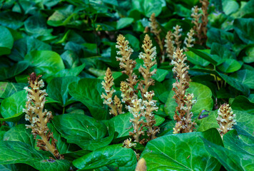 Fototapeta premium The ivy broomrape (Orobanche hederae), Close-up of a parasitic plant growing on ivy