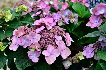 Fototapeten Close-up of vibrant 'Pop Star' Hydrangea flowers in full bloom © Wirestock