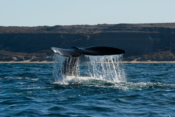 Sohutern right whale tail,Peninsula Valdes, Chubut, Patagonia,Argentina © foto4440
