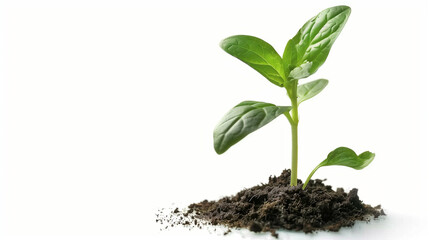 Naklejka premium a close up pictures of a fresh grown plant