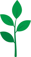 Fototapeta premium green plant isolated on white background