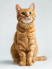 adorable orange tabby cat with bright, expressive eyes, sitting against a clean background