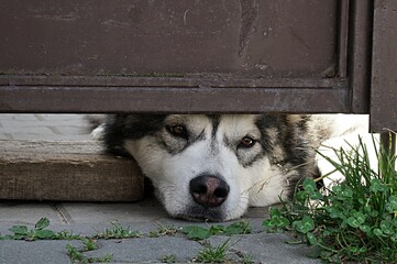 Sad dog peeks out from under the gate