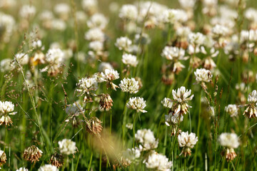 White clover growing in the meadow, wet with raindrops