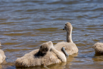 young swans in gray down swim on the lake