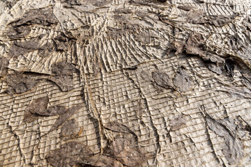darkened and spoiled paper cardboard that was stored outside