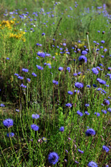 Jasione montana is a low-growing plant in the family Campanulaceae