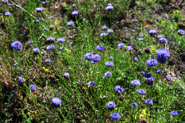 Jasione montana is a low-growing plant in the family Campanulaceae