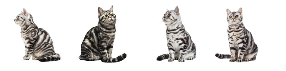 Set of American Shorthairs cat pet  full body isolate on transparency background
