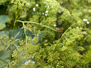 Colorado beetles. Garden.