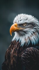 Obraz premium Majestic bald eagle close-up, symbol of strength and freedom, wildlife conservation visual