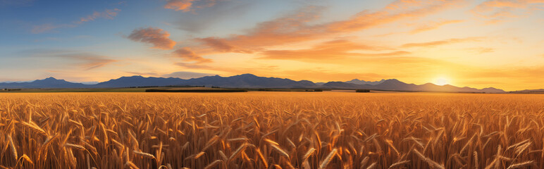 A wheat field at sunset.	
