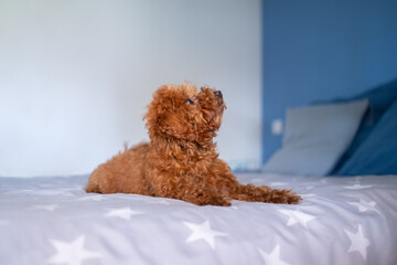 A small brown mini toy poodle is lying on his owners bed and looks up surprised
