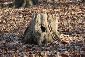Morscher Baumstumpf