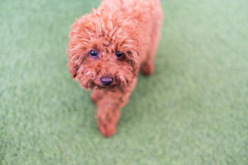 top view of a brown mini toy poodle walking on artificial grass. Selective focus on her eyes and face